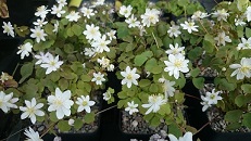 Anemonella thalictrioides - 8cm pot